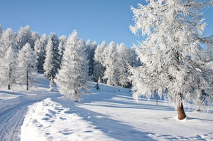 У природы нет плохой погоды, или защита от зимнего стресса вместе с продукцией Апифарм