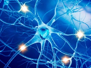 Здоровье центральной нервной системы - основа благополучия всего организма